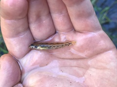 Etheostoma stigmaeum