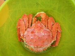 Paralithodes camtschaticus