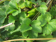 Ligusticum scothicum