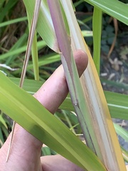 Miscanthus × longiberbis