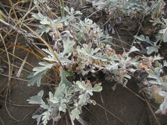 Artemisia stelleriana