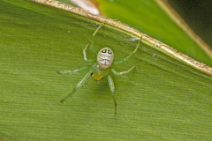 Bijoaraneus praesignis