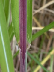 Miscanthus × longiberbis