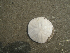 Echinarachnius parma