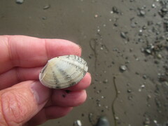 Ruditapes decussatus