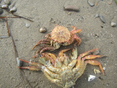 Telmessus cheiragonus