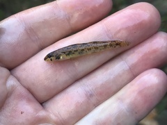 Etheostoma stigmaeum