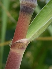 Miscanthus × longiberbis