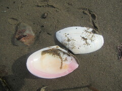 Tellinidae