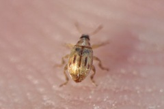 Allomalia quadrivirgata