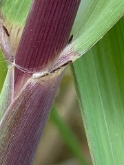 Miscanthus × longiberbis