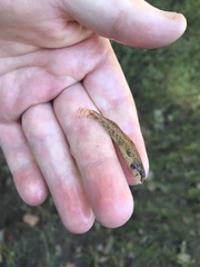 Etheostoma stigmaeum