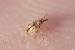 Allomalia quadrivirgata