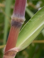 Miscanthus × longiberbis