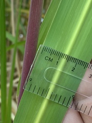 Miscanthus × longiberbis