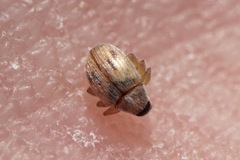 Allomalia quadrivirgata