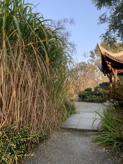 Miscanthus × longiberbis