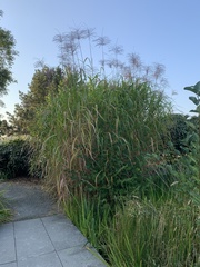 Miscanthus × longiberbis