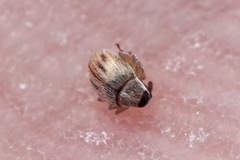 Allomalia quadrivirgata