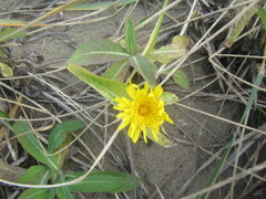 Sonchus arvensis