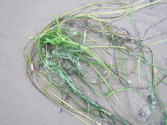 Zosteraceae