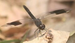 Brachythemis leucosticta