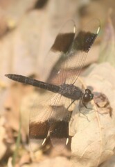 Brachythemis leucosticta