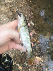 Nocomis leptocephalus