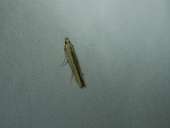 Elasmopalpus lignosella