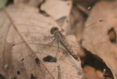 Brachythemis leucosticta