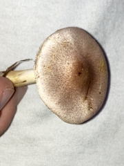Agaricus diminutivus