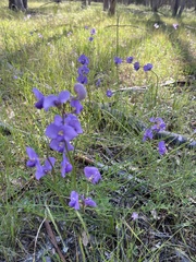 Swainsona procumbens