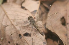 Brachythemis leucosticta
