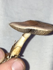 Agaricus diminutivus