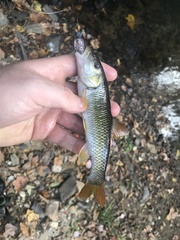 Nocomis leptocephalus