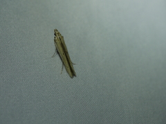 Elasmopalpus lignosella