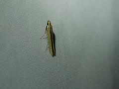 Elasmopalpus lignosella