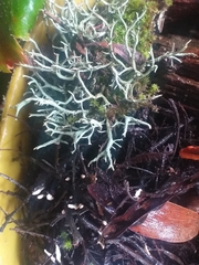 Pseudevernia consocians