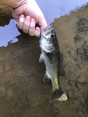 Micropterus tallapoosae