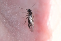 Elipsocus