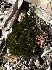 Didymodon