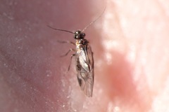 Elipsocus