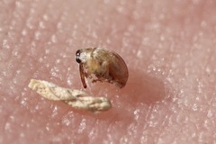 Allomalia quadrivirgata
