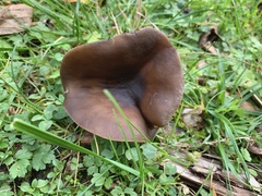 Melanoleuca melaleuca