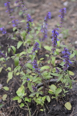 Dracocephalum nutans