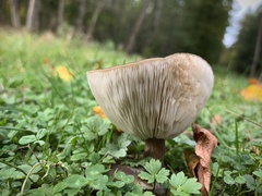 Melanoleuca melaleuca