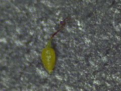 Fimbristylis quinquangularis quinquangularis