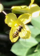 Simosyrphus grandicornis