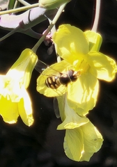 Simosyrphus grandicornis