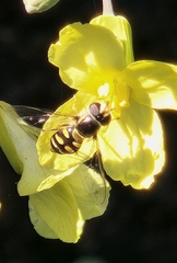 Simosyrphus grandicornis